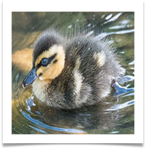 10 duckling - Rob Shaw
